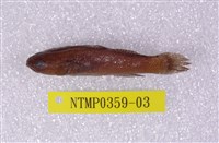 藏品(黑塘鱧)的圖片